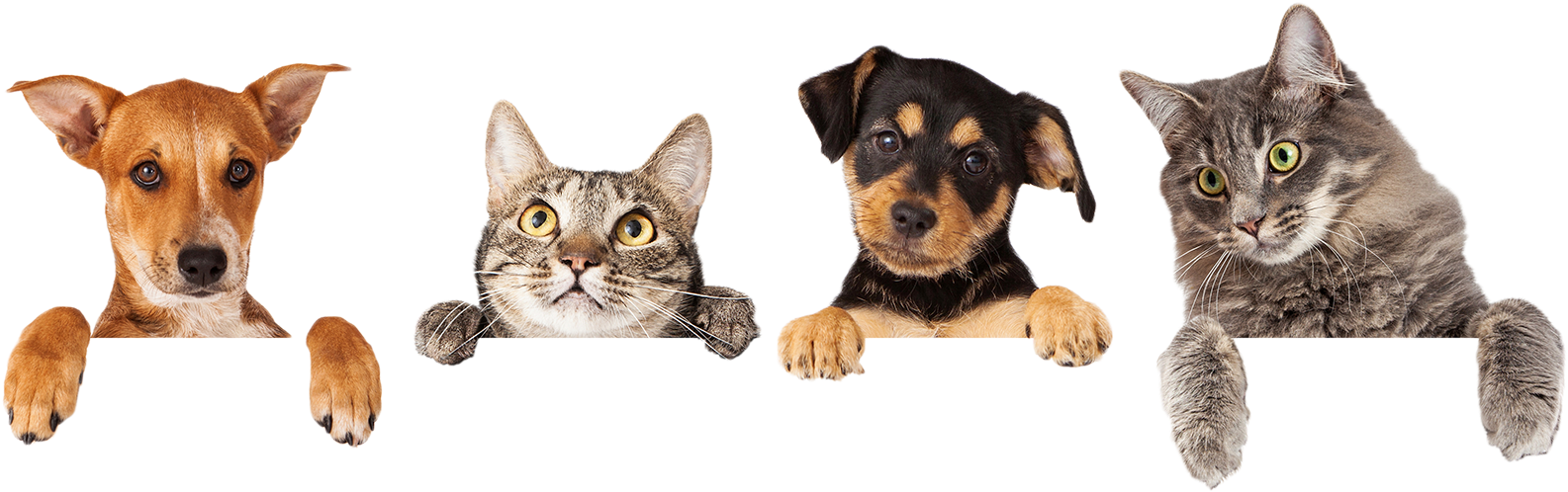 825 8257918 best pets veterinary hospital is your veterinarian cats 825 8257918 best pets veterinary hospital is your veterinarian cats